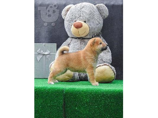 PoulaTo: Κουτάβια Shiba inu